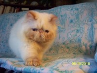 Flame Point Himalayan Kitten  Available NOW!